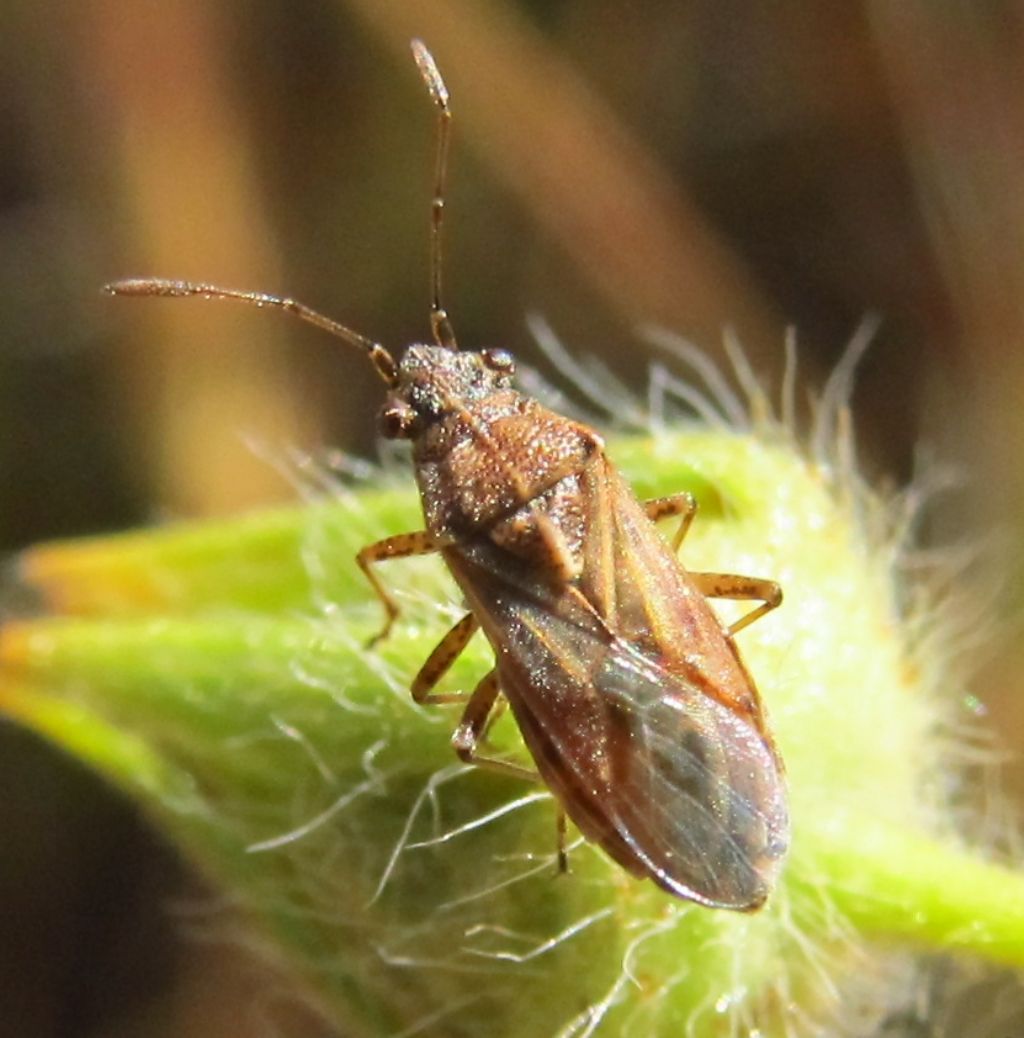 Lygaeidae:Nysius helveticus - Mugla (Turchia)